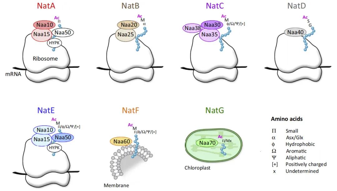 Various Eukaryotic NAT Types